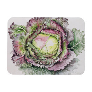 Imán Rey Cabbage de enero