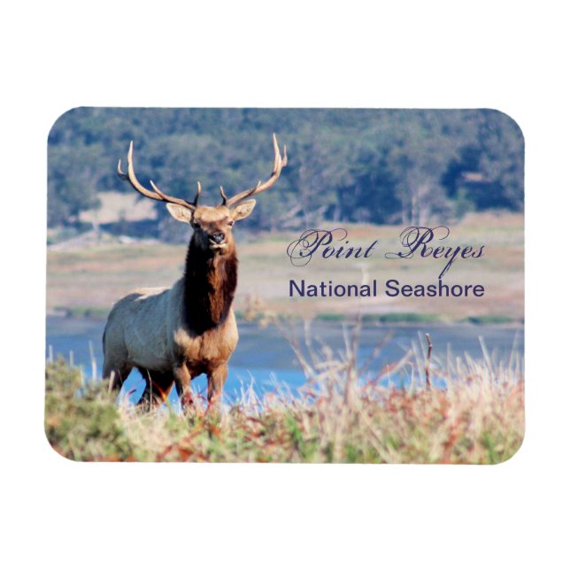 Imán Reyes del punto de reserva de Tule Elk (Horizontal)