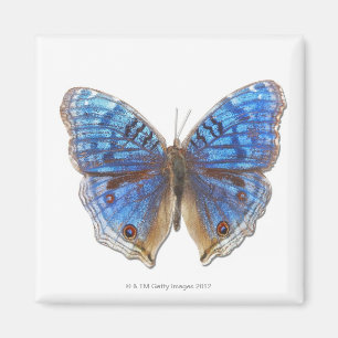 Imán Rhadama del resumen