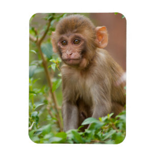 Imán Rhesus Monkey Baby, Templo de Mono, Jaipur