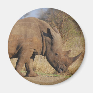 Imán Rhino