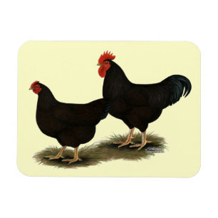 Imán Rhode Island Red Bantams