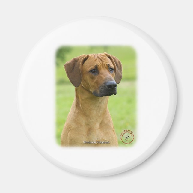 Imán Rhodesian Ridgeback (Frente)