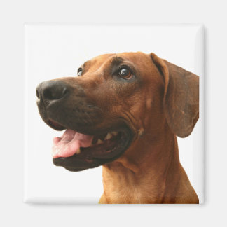 Imán Rhodesian Ridgeback