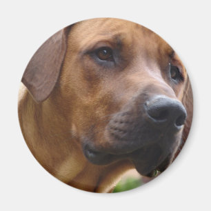 Imán Rhodesian Ridgeback