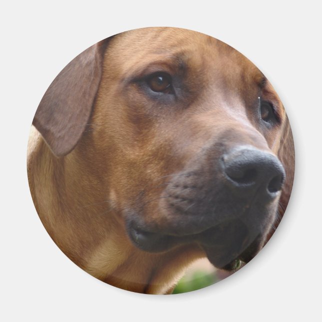 Imán Rhodesian Ridgeback (Frente)
