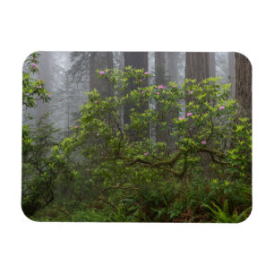 Imán Rhododendron en el Parque Nacional Redwood Califor