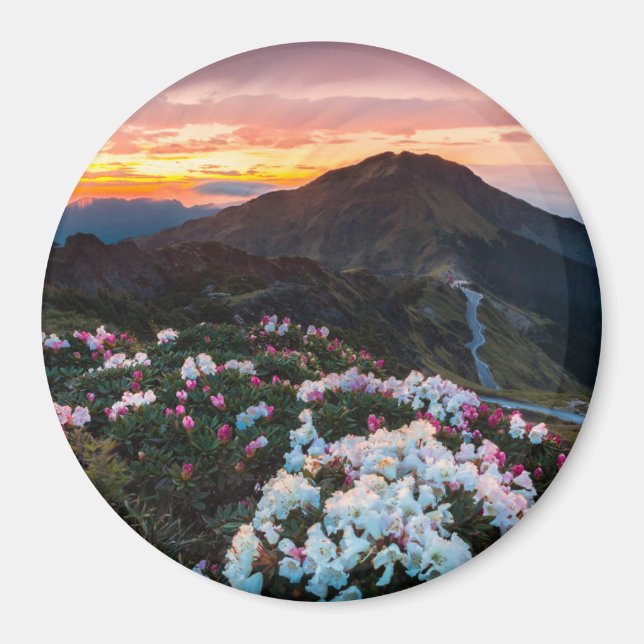 Imán Rhododendron floreciendo | Parque nacional de Taro (Frente)