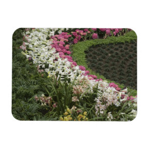 Imán Rhododendron (Rhododendron catawbiense) Salud