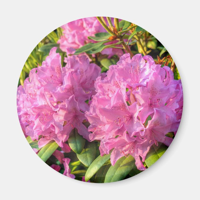 Imán Rhododendrón rosa II (Frente)