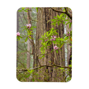 Imán Rhododendrons en flor Parque Estatal Redwoods, C