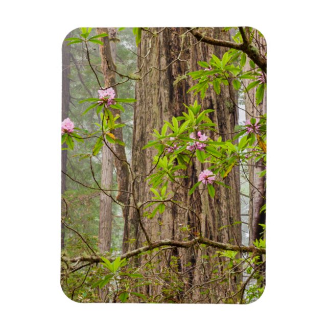 Imán Rhododendrons en flor | Parque Estatal Redwoods, C (Vertical)