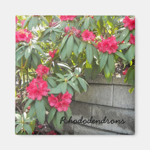 Imán Rhododendrons rojos