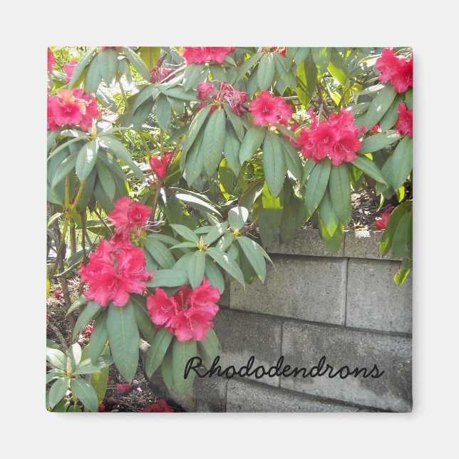 Imán Rhododendrons rojos (Frente)