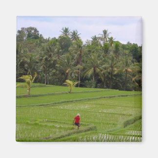 Imán Rice Paddys Ubud Bali