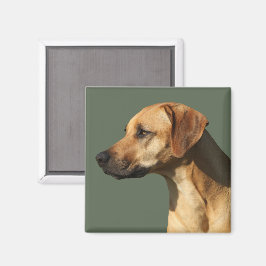Imán Ridgeback rodesiano
