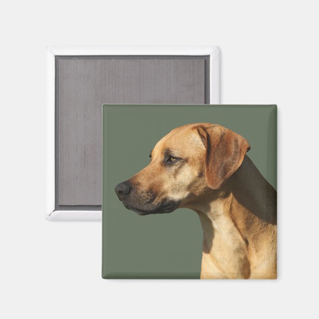 Imán Ridgeback rodesiano (Anverso/Reverso)
