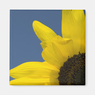 Imán Rincón de girasol amarillo y azul