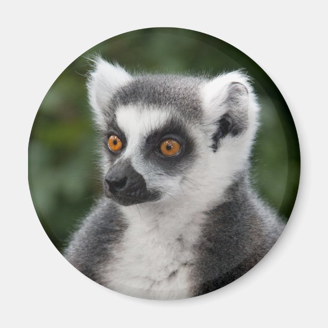Imán Ring Lemur Magnet (Frente)