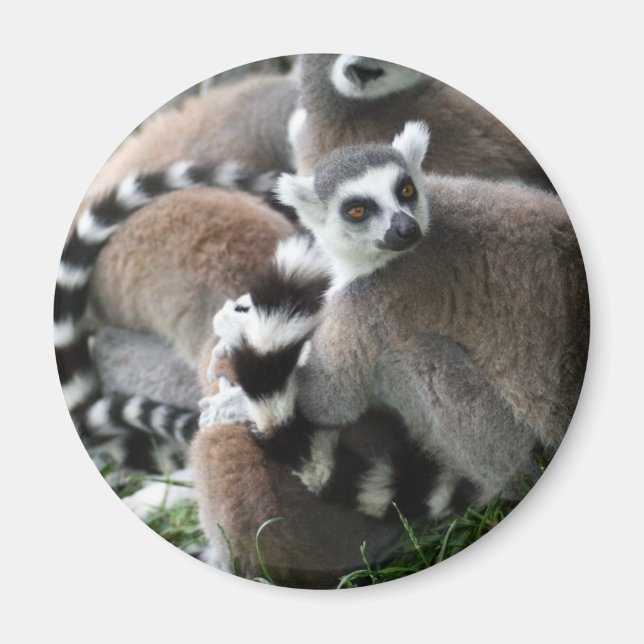 Imán Ring Tail Lemurs Magnet (Frente)