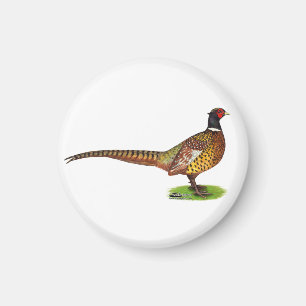 Imán Ringneck Pheasant Rooster
