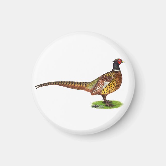 Imán Ringneck Pheasant Rooster (Frente)