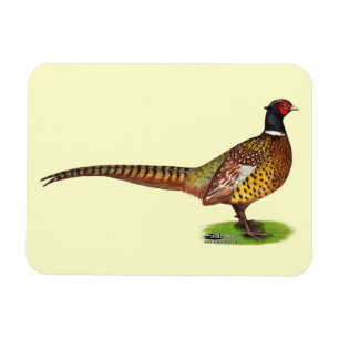 Imán Ringneck Pheasant Rooster