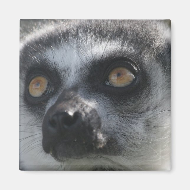 Imán Ringtail Lemur Magnet (Frente)