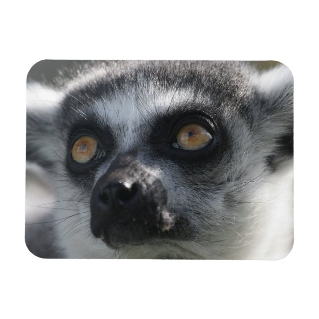 Imán Ringtail Lemur Magnet (Horizontal)