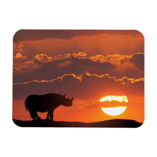 Imán Rinoceronte al atardecer, Masai Mara, Kenia
