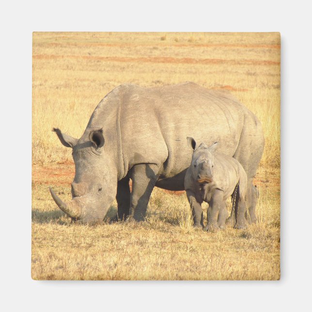 Imán Rinocerontes cutáneos en áfrica (Frente)