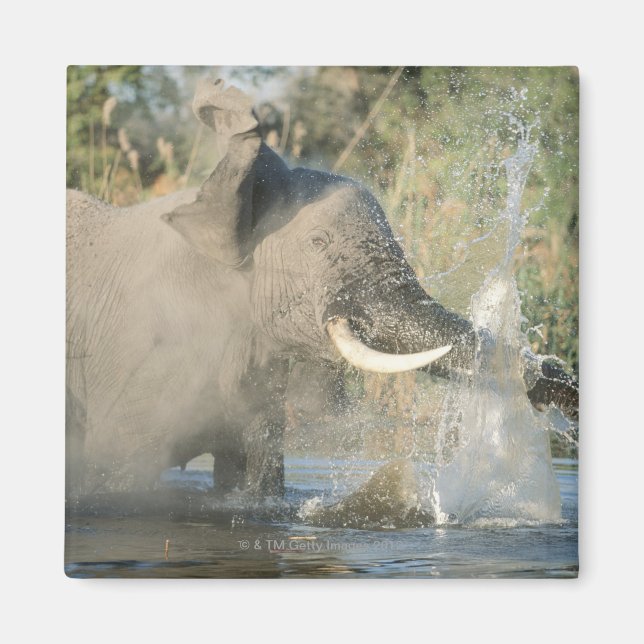Imán Río Chobe, Botswana, África (Frente)
