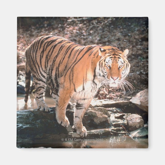 Imán Río de paso de tigres (Frente)