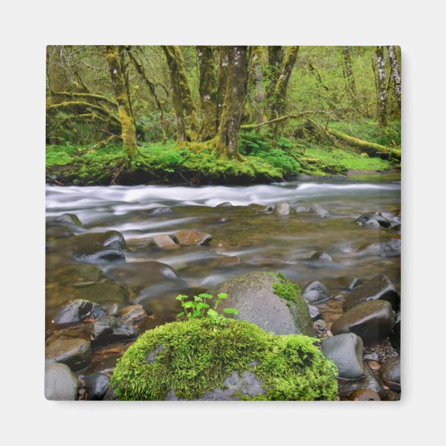 Imán Río en bosque verde, Oregón (Frente)