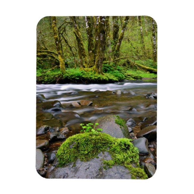 Imán Río en bosque verde, Oregón (Vertical)
