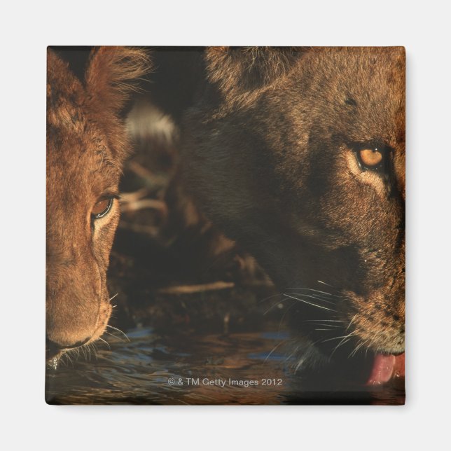 Imán Río Khwai, Reserva Natural Moremi, Botswana (Frente)