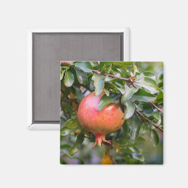 Imán Ripe Pomegranate sobre el arbusto de plomo