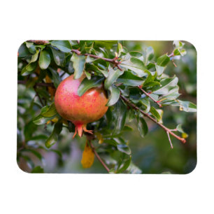 Imán Ripe Pomegranate sobre el arbusto de plomo