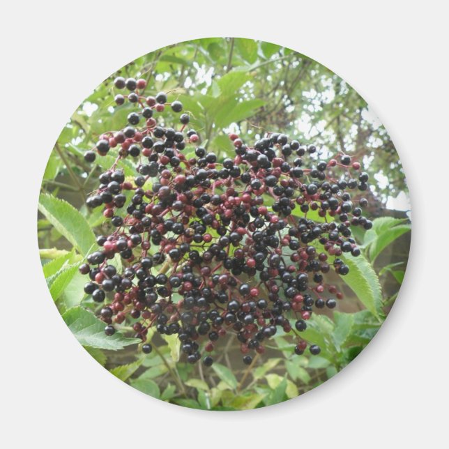 Imán Ripening Elderberries Magnet (Frente)