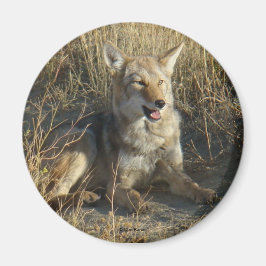 Imán RN18 Coyote Laying