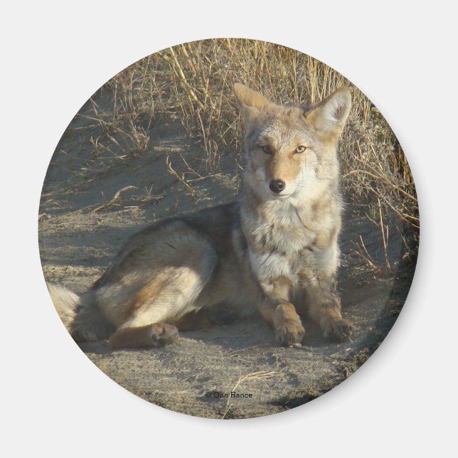 Imán RN19 Coyote Laying (Frente)