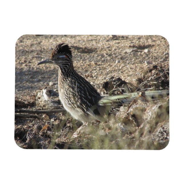 Imán Roadrunner Magnet (Horizontal)