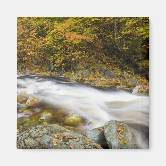 Imán Roaring Brook en otoño en el Green de Vermont (Frente)