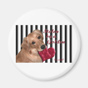 Imán Robado por un de oro