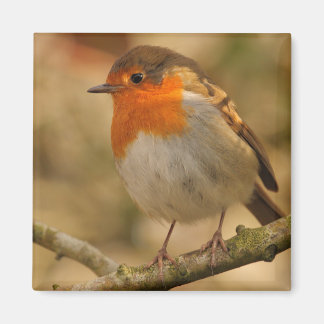 Imán Robin bajo el sol