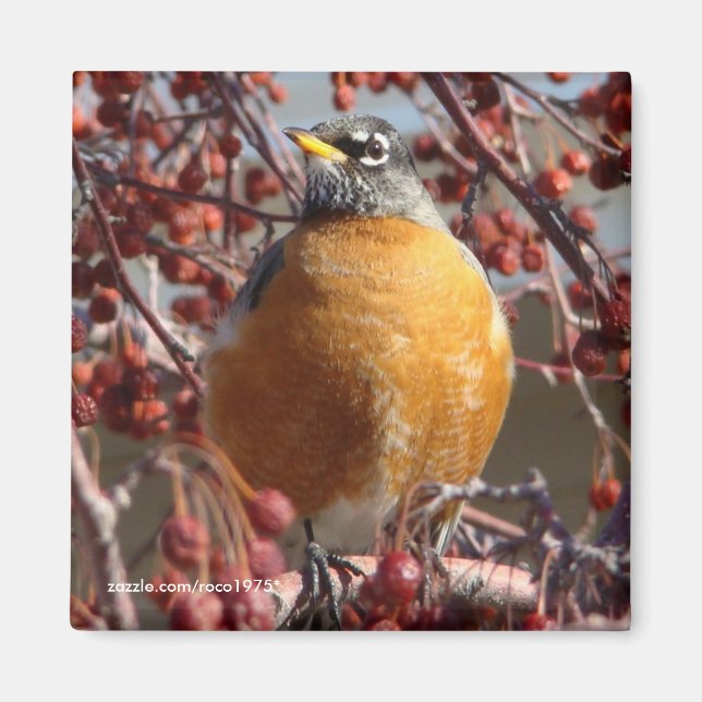 Imán Robin de invierno (Frente)