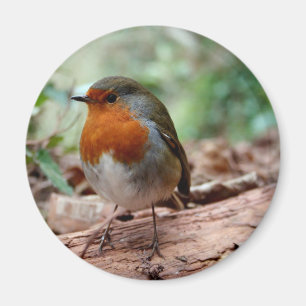 Imán Robin de pecho rojo en un limbo
