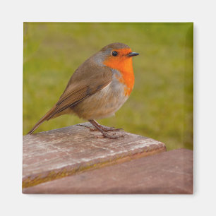 Imán Robin de primavera