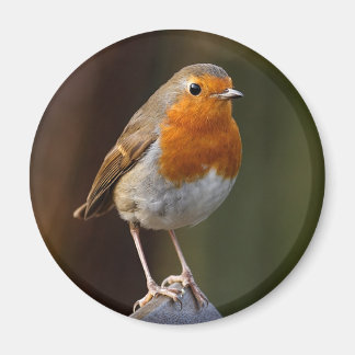 Imán Robin en Post Magnet