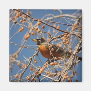 Imán Robin Entre Berries